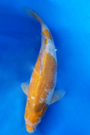 GK-3297 - Koyo - Okawa