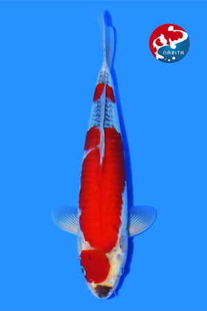 GK-3281 - Goshiki - Taniguchi