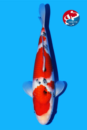 GK-3318 - Sanke - Tamaura