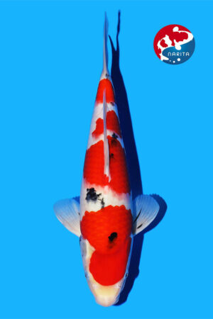 GK-3317 - Sanke - Tamaura