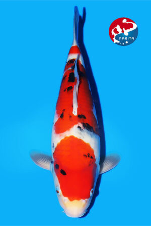 GK-3302 - Sanke - Matsue