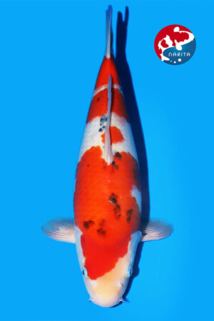 GK-3313 - Sanke - Matsue