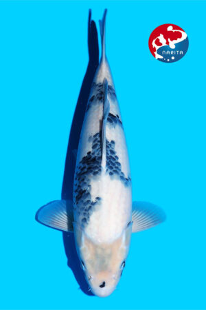 GK-3286 - Shiro Utsuri - Omosako