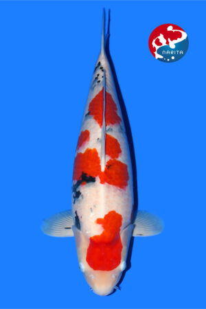 GK-3324 - Sanke - Taniguchi