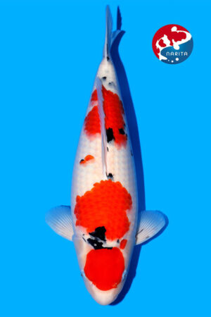 GK-3325 - Sanke - Tamaura