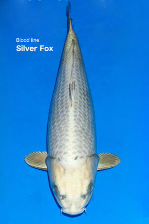 GK-3314 - Mukashi Ogon - Ogata