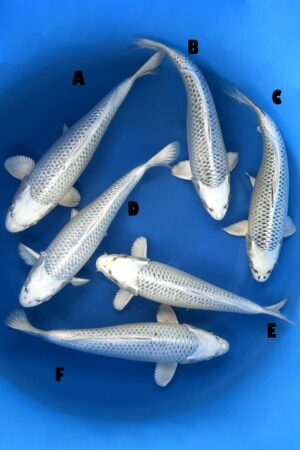 GK-3320 - Gin Matsuba Ogon - Sakasume