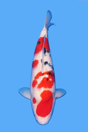 GK-3309 - Sanke - Tamaura