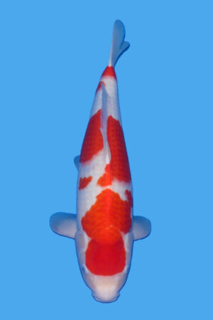 GK-3285 - Kohaku - Tamaura
