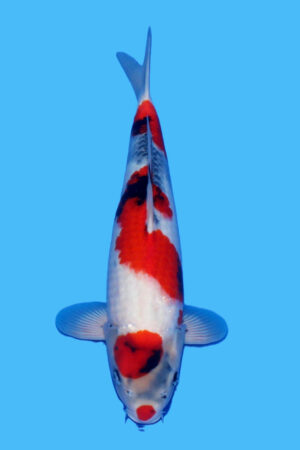 GK-3296 - Showa - Tamaura