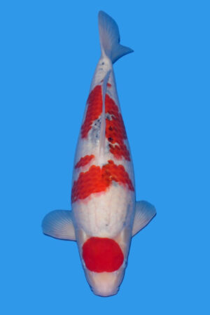 GK-3284 - Sanke - Tamaura