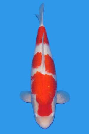 GK-3303 - Kohaku - Tamaura