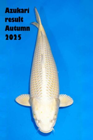 GK-3299 - Yamabuki Ogon - Ogata