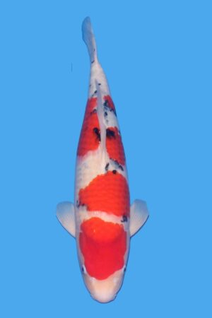 GK-4187 - Sanke - Tamaura