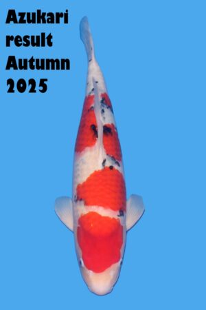 GK-3326 - Sanke - Tamaura