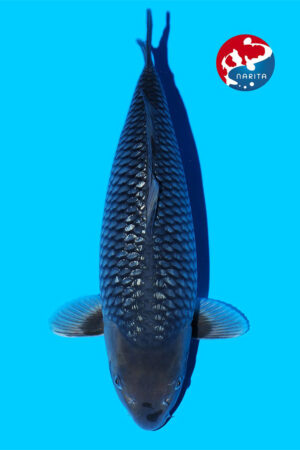 GK-3437 - Kawarigoi - Omosako