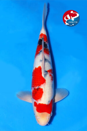 GK-3338 - Sanke - Oya