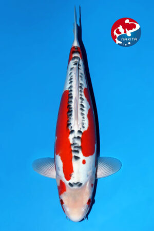 GK-3357 - Shusui - Kawakami