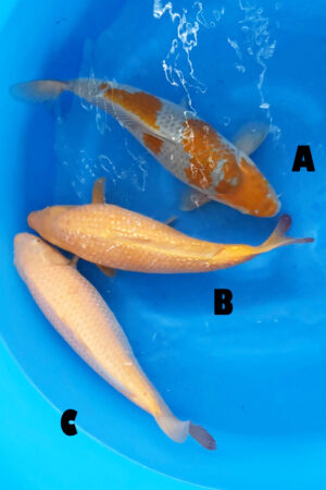 GK-3412 - Various - Okawa