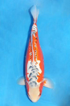 GK-3384 - Showa - Marusaka