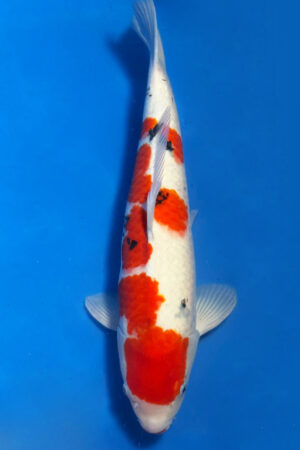 GK-3414 - Sanke - Okawa