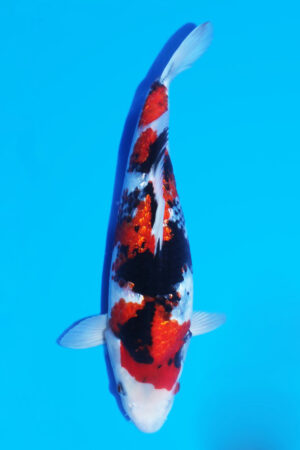 GK-3441 - Gin Rin Showa - Shinoda