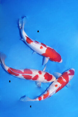 GK-3409 - Gin Rin Kohaku - Shinoda