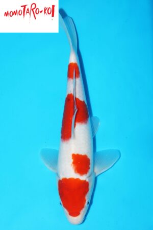 A-0101 - Kohaku - Momotaro