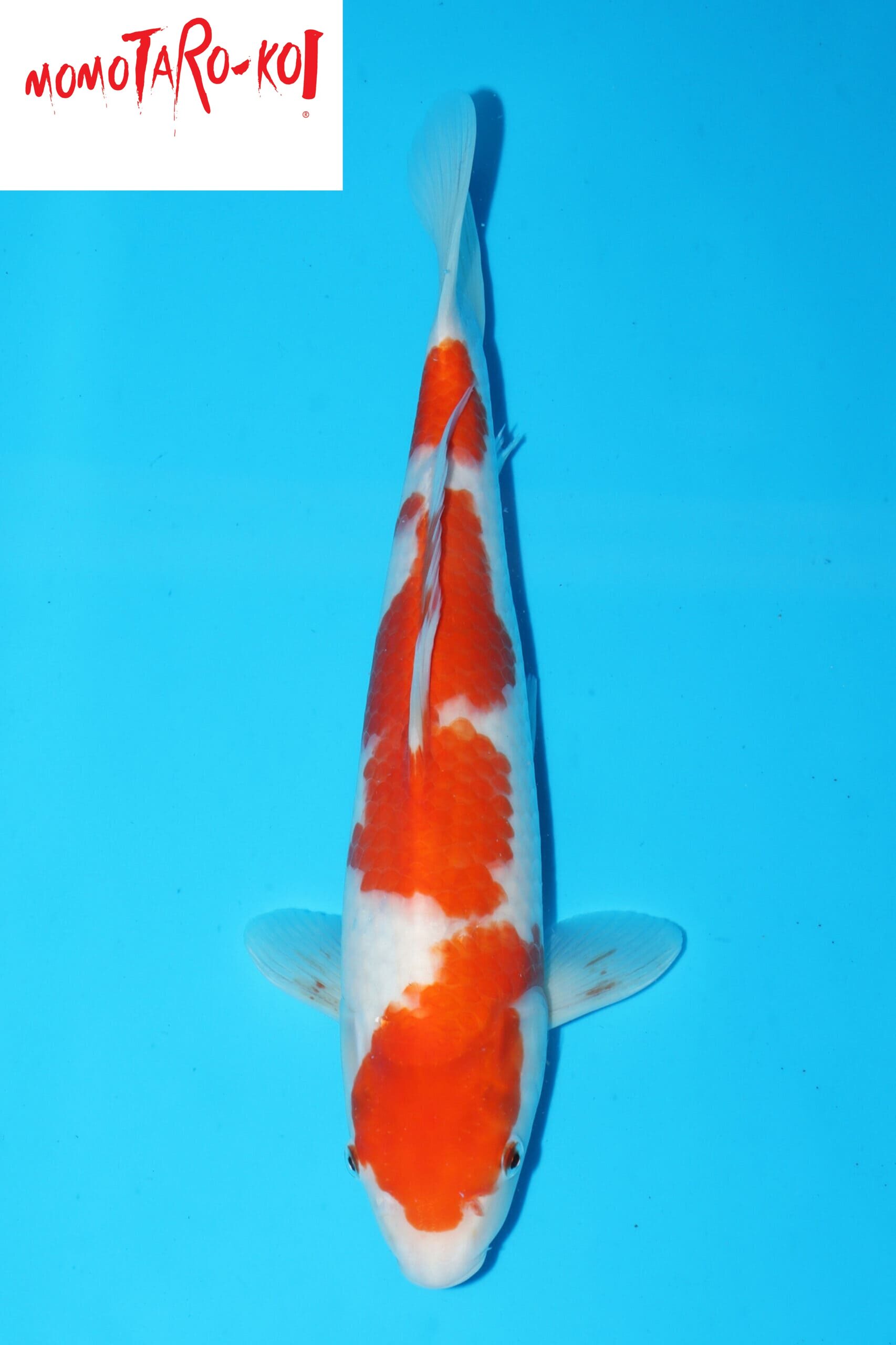 A-0102 - Kohaku - Momotaro