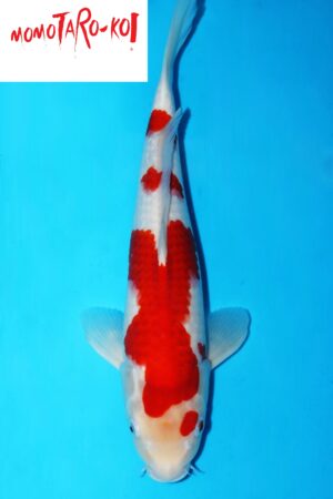 A-0103 - Kohaku - Momotaro