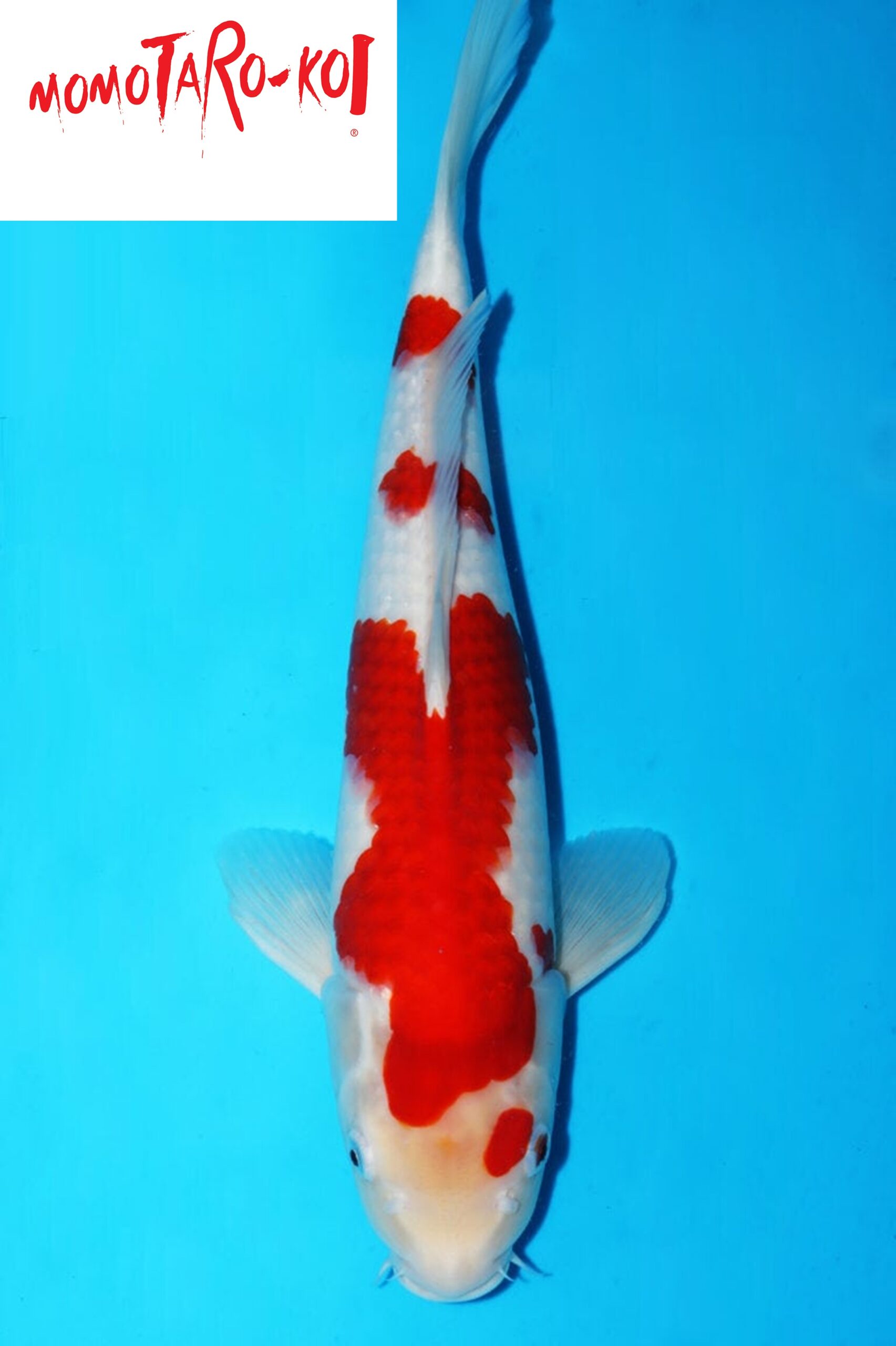 A-0103 - Kohaku - Momotaro