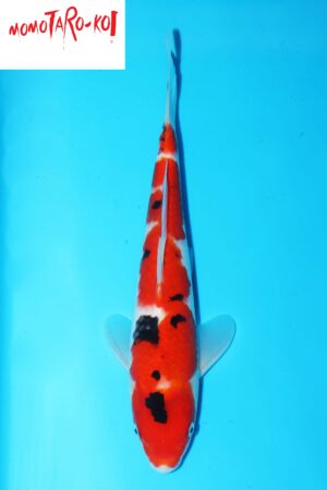 A-0104 - Sanke - Momotaro