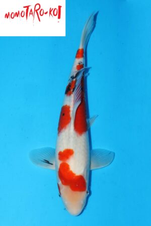 A-0105 - Sanke - Momotaro