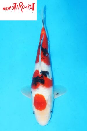 A-0106 - Sanke - Momotaro