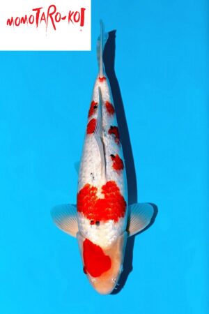 A-0137 - Gin Rin Sanke - Momotaro