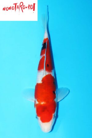 A-0138 - Sanke - Momotaro