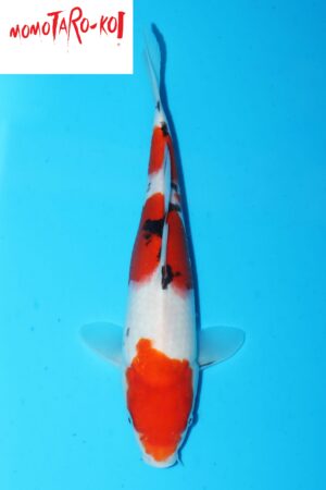 A-0139 - Sanke - Momotaro