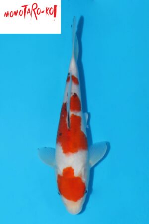 A-0140 - Sanke - Momotaro