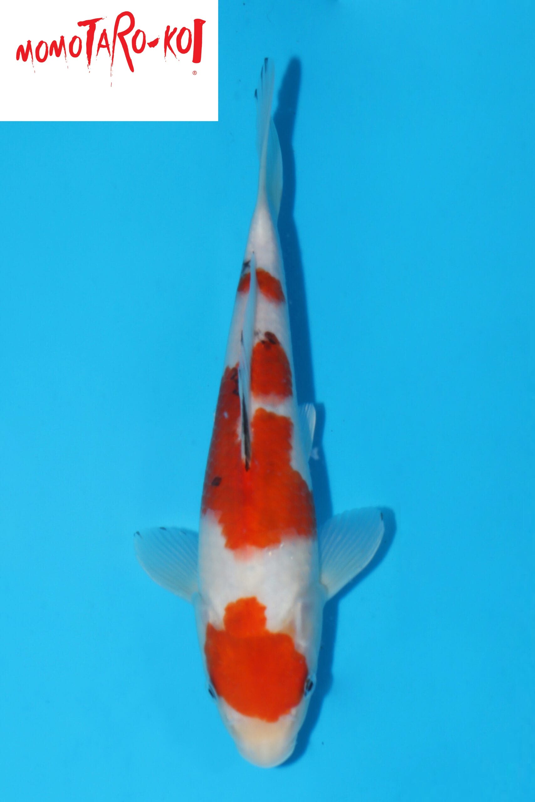 A-0140 - Sanke - Momotaro