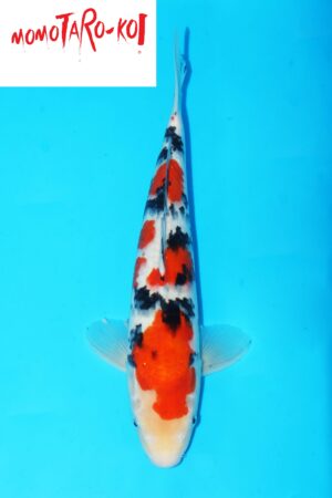 A-0145 - Sanke - Momotaro