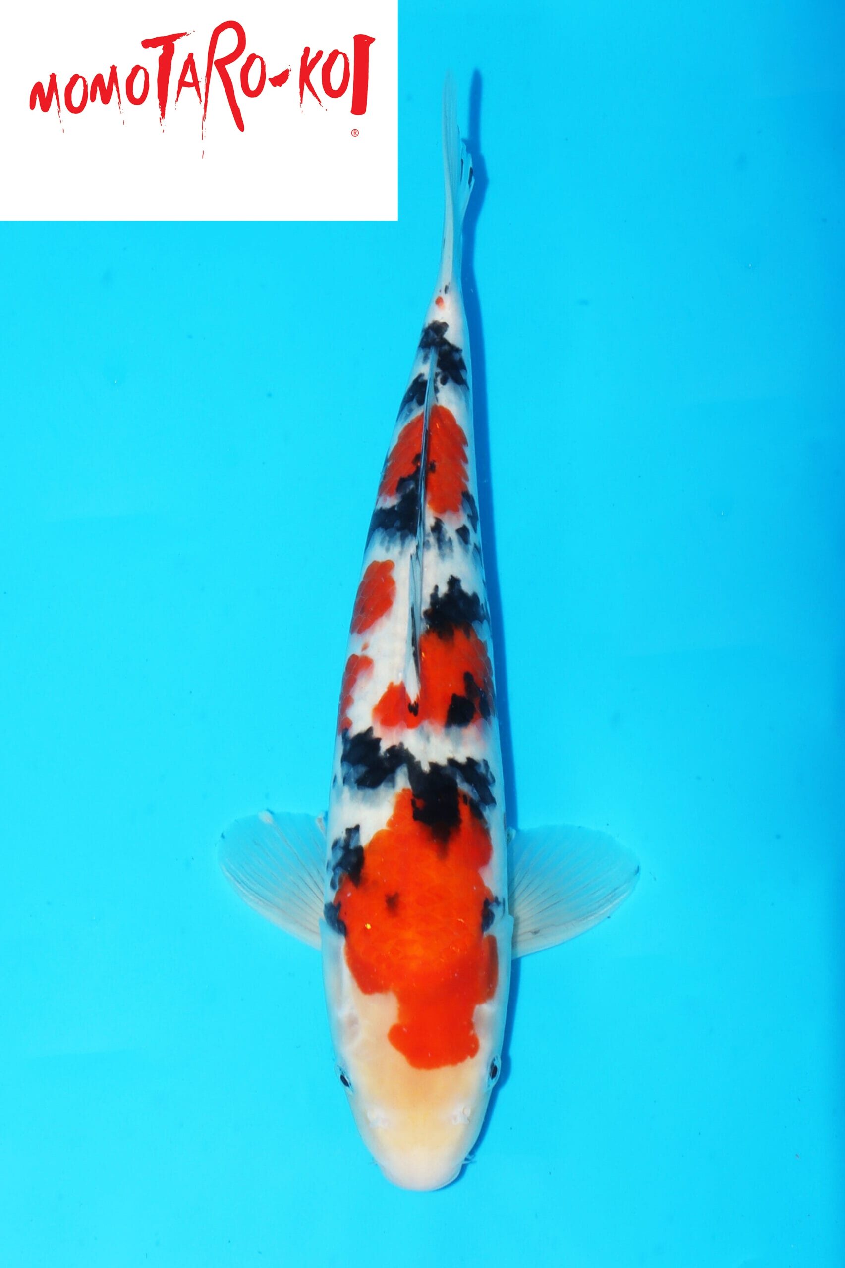 A-0145 - Sanke - Momotaro