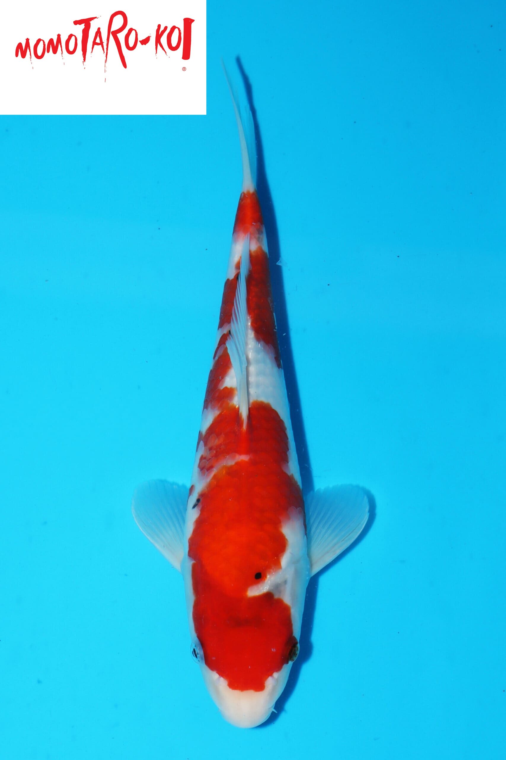 A-0153 - Sanke - Momotaro