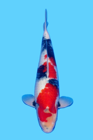 GK-3346 - Showa - Tamaura