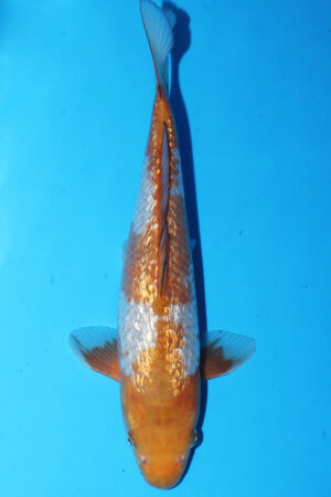 GK-3332 - Gin Rin Ochiba - Hiroi/Connias