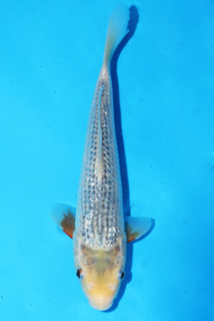 GK-3333 - Gin Rin Asagi - Hosokai