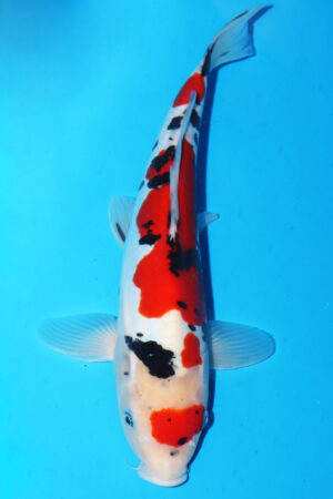 GK-3335 - Doitsu Sanke - Hiroi/Connias