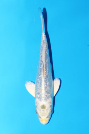 GK-3339 - Aragoke - Igarashi T