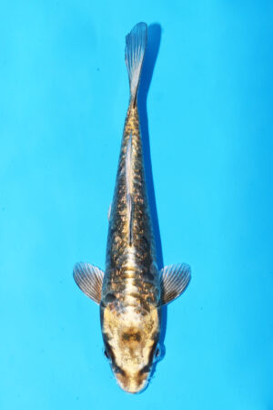 GK-3342 - Aragoke - Igarashi T