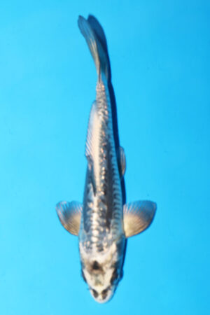 GK-3375 - Aragoke - Igarashi T