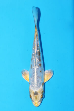 GK-3377 - Aragoke - Igarashi T